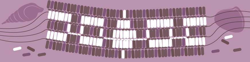 currency of Indigenous North Americans