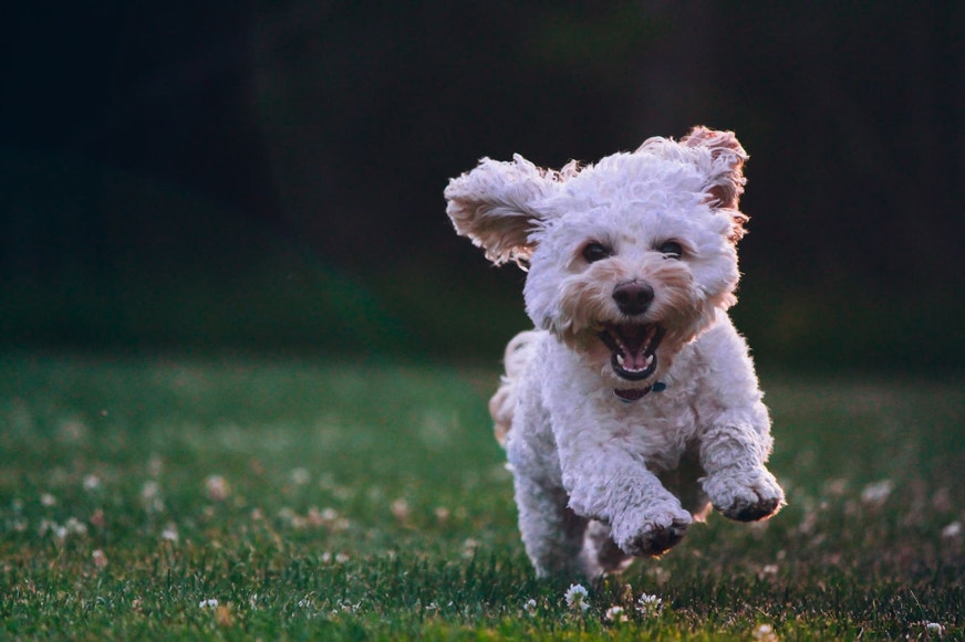 dog running through field